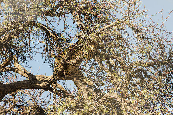 Leopard (Panthera pardus) sitzt getarnt im Baum  Namibia