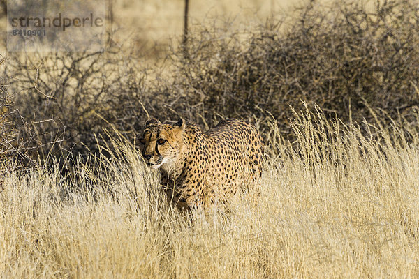 Gepard (Acinonyx jubatus) streift durchs hohe Gras  Namibia