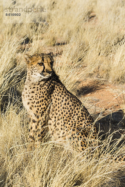 Gepard (Acinonyx jubatus) sitzt im Gras  Namibia