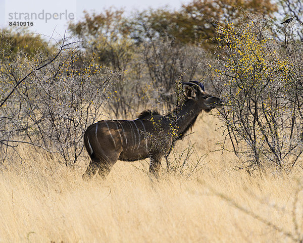 Kudu (Tragelaphus strepsiceros)  Etosha-Nationalpark  Namibia