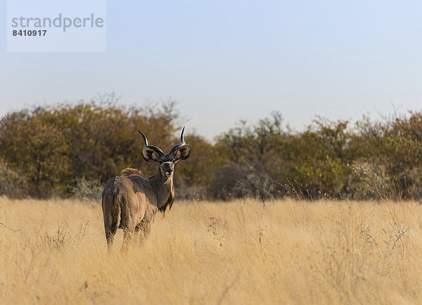 Kudu (Tragelaphus strepsiceros)  Etosha-Nationalpark  Namibia