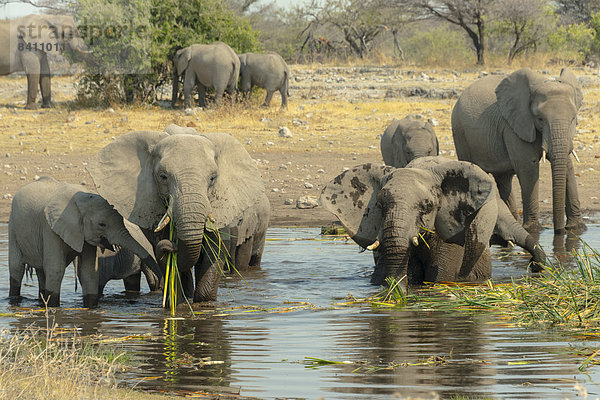Elefantenherde steht zum Trinken und Fressen im Wasser  Afrikanischer Elefant (Loxodonta africana)  Wasserstelle Koinachas  Etosha-Nationalpark  Namibia