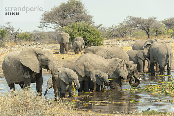 Elefantenherde steht zum Trinken und Fressen im Wasser  Afrikanischer Elefant (Loxodonta africana)  Wasserstelle Koinachas  Etosha-Nationalpark  Namibia