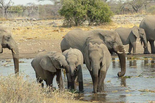 Elefantenherde steht zum Trinken im Wasser  Afrikanischer Elefant (Loxodonta africana)  Wasserstelle Koinachas  Etosha-Nationalpark  Namibia