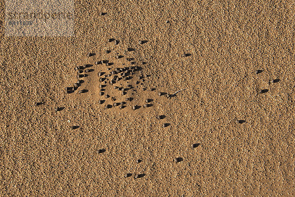 Kot von Wüstentieren  Sossusvlei  Namib Naukluft Park  Namibia
