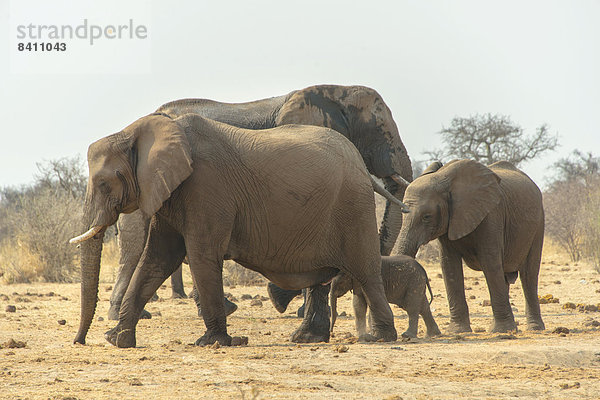 Afrikanischer Elefant (Loxodonta africana)  Elefantenherde mit Elefantenbaby marschiert  Wasserstelle Tsumcor  Etosha-Nationalpark  Namibia