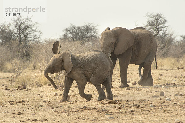 Afrikanischer Elefant (Loxodonta africana)  Alttier und Jungtier  Wasserstelle Tsumcor  Etosha-Nationalpark  Namibia