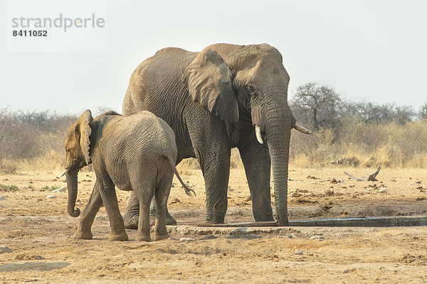 Afrikanischer Elefant (Loxodonta africana)  zwei Elefanten beim Trinken am Wasserloch  Wasserstelle Tsumcor  Etosha-Nationalpark  Namibia