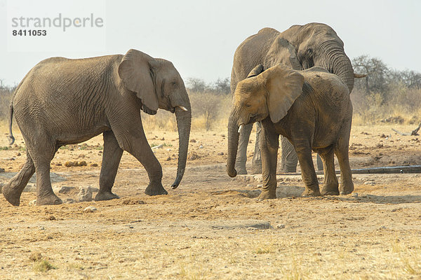 Afrikanischer Elefant (Loxodonta africana)  Elefanten am Wasserloch  Wasserstelle Tsumcor  Etosha-Nationalpark  Namibia