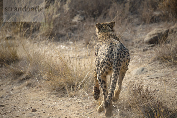 Gepard (Acinonyx jubatus)  Khomas  Namibia