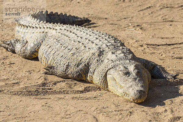 Nilkrokodil (Crocodylus niloticus)  Krokodil-Farm  Otjiwarongo  Namibia