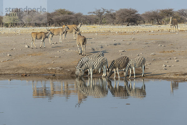 Zebraherde trinkt am Wasser  Steppenzebras (Equus quagga burchellii)  dahinter Elenantilopen (Taurotragus oryx)  Wasserstelle Chudop  Etosha-Nationalpark  Namibia