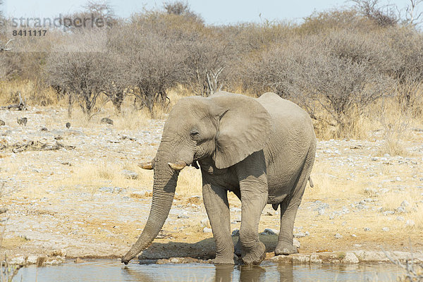Afrikanischer Elefant (Loxodonta africana) beim Trinken  Wasserstelle Koinachas  Etosha-Nationalpark  Namibia