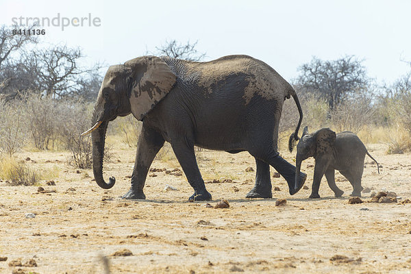 Elefantenkuh mit Kalb  Afrikanischer Elefant (Loxodonta africana)  Etosha-Nationalpark  Namibia