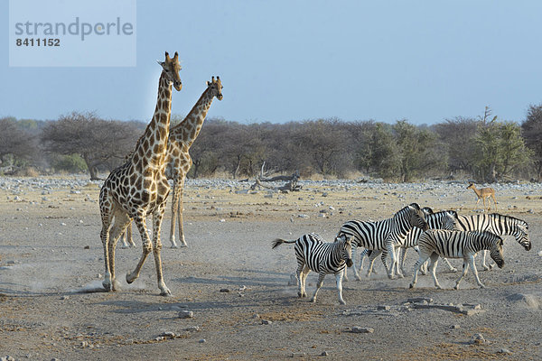Steppenzebras (Equus quagga burchellii) und Giraffen (Giraffa camelopardis)  Etosha-Nationalpark  Namibia