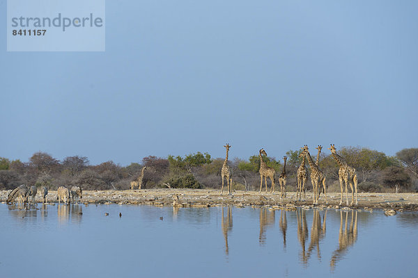 Giraffe (Giraffa camelopardis) an der Wasserstelle Klein Namutoni  Etosha-Nationalpark  Namibia