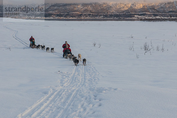 Hundeschlittengespann im Schnee  bei Tromsø  Troms  Norwegen