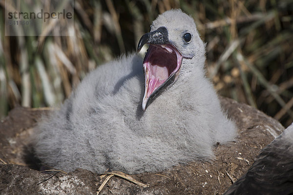 Schwarzbrauenalbatros oder Mollymauk (Thalassarche melanophris) Küken auf dem Nestturm  West Point Island  Falklandinseln