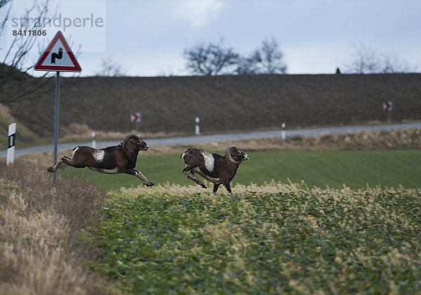 Wild lebende Mufflons (Ovis orientalis orientalis-Gruppe) springen über eine Landstraße  Neundorf  Ziegenrück  Thüringen  Deutschland
