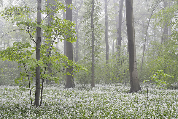 Bärlauchblüte  Bärlauch (Allium ursinum) im Frühlingswald im Nebel  Leipzig  Sachsen  Deutschland