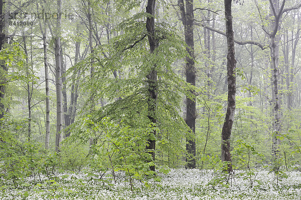 Bärlauchblüte  Bärlauch (Allium ursinum) im Frühlingswald  Bäume im Nebel  Leipzig  Sachsen  Deutschland