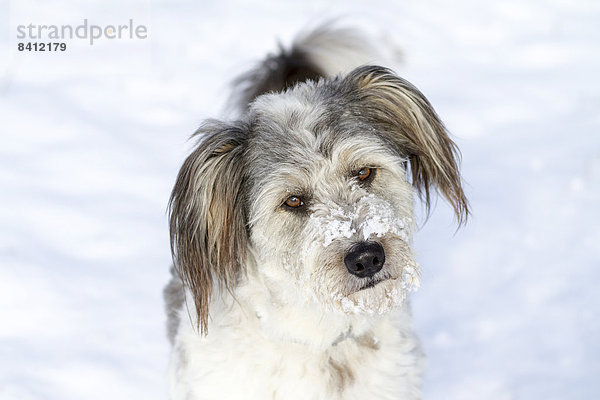 Ein Mischlingshund mit Schnee auf der Nase blickt neugierig und aufmerksam  Deutschland