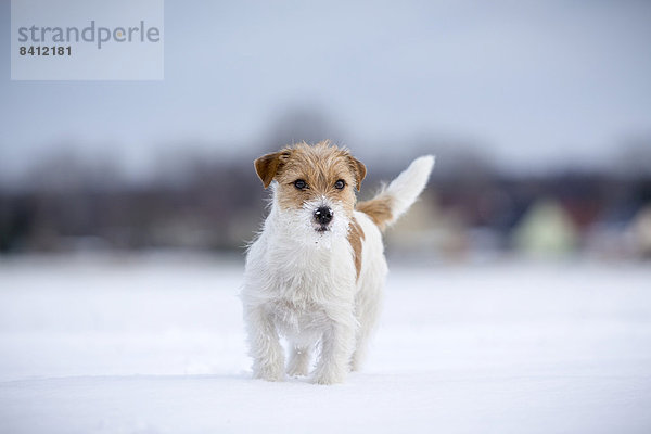 Eine junge Jack Russell Terrier Hündin im Schnee  Döberitzer Heide  Wustermark  Brandenburg  Deutschland