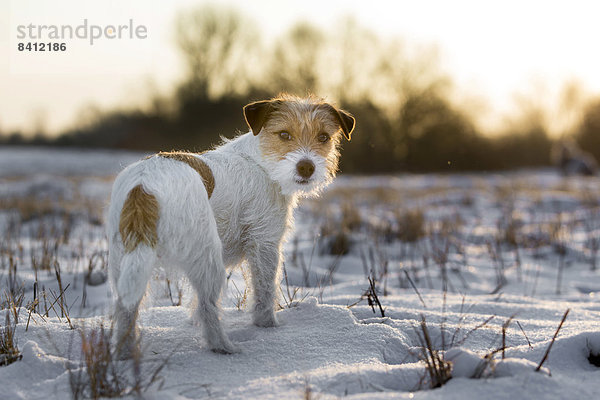 Eine junge Jack Russell Terrier Hündin steht auf einem schneebedeckten Feld im Morgenlicht  Döberitzer Heide  Wustermark  Brandenburg  Deutschland