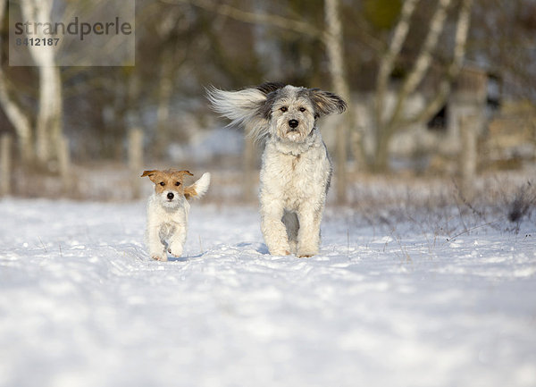 Eine junge Jack Russell Terrier Hündin und ein Mischlingshund gehen spazieren  Döberitzer Heide  Wustermark  Brandenburg  Deutschland
