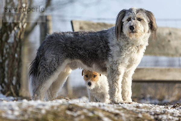 Eine junge Jack Russell Terrier Hündin sucht Schutz unter einem größeren Mischlingshund  Döberitzer Heide  Wustermark  Brandenburg  Deutschland