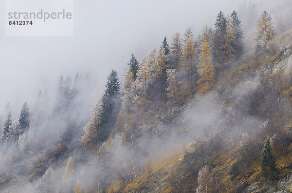 Lärchen (Larix decidua) im ersten Schneefall  Vals  Steinach  Tiroler Oberland  Tirol  Österreich