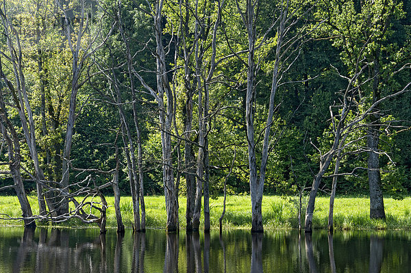 Abgestorbene Bäume am Moorsee im Kesselmoor Seachtn bei Andechs  Oberbayern  Bayern  Deutschland