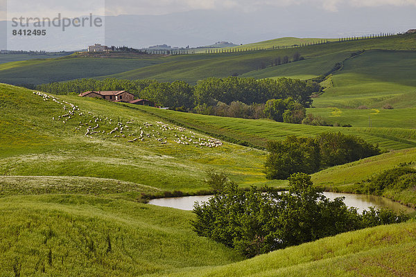 Hügelige Landschaft der Crete Senesi mit Schafsherde  Asciano  Arbia  Toskana  Italien