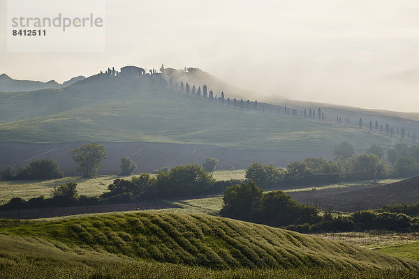 Nebelschwaden in den Tälern der Crete Senesi  Casetta  Taverne d'Arbia  Toskana  Italien