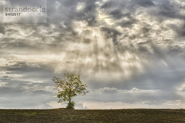 Einzelner Baum auf Acker  Sonnenstrahlen brechen durch Wolken  Pienza  Toskana  Italien