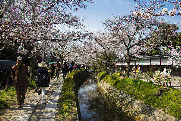 Philosophenweg  Kirschblüte  Kyoto  Japan