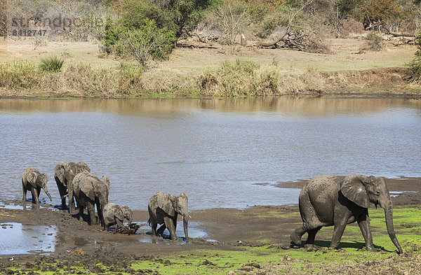 Afrikanische Elefanten (Loxodonta africana)  Herde am Ufer des Shingwedzi  Krüger-Nationalpark  Südafrika