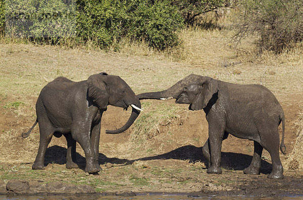 Afrikanische Elefanten (Loxodonta africana)  zwei Bullen  Krüger-Nationalpark  Südafrika