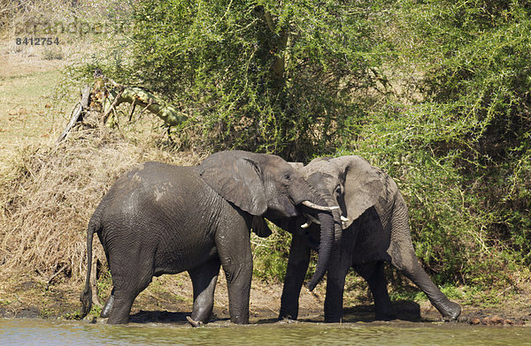 Afrikanische Elefanten (Loxodonta africana)  zwei kämpfende Bullen am Ufer des Shingwedzi Flusses  Krüger-Nationalpark  Südafrika