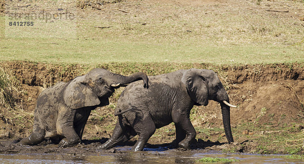 Afrikanische Elefanten (Loxodonta africana)  zwei Bullen am Ufer des Shingwedzi Flusses  Krüger-Nationalpark  Südafrika