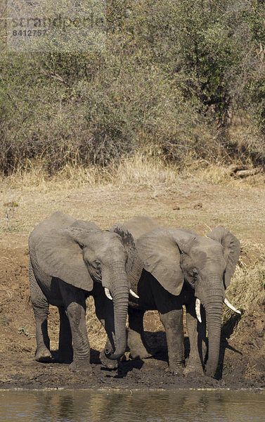 Afrikanische Elefanten (Loxodonta africana)  zwei Bullen stehen am Ufer des Shingwedzi Flusses  Krüger-Nationalpark  Südafrika