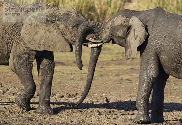 Afrikanische Elefanten (Loxodonta africana)  zwei kämpfende Bullen  Krüger-Nationalpark  Südafrika