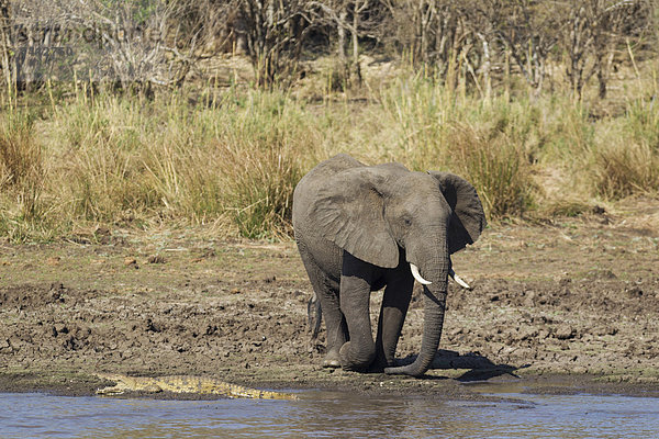 Afrikanischer Elefant (Loxodonta africana)  Bulle am Ufer des Shingwedzi Flusses ignoriert ein Nilkrokodil (Crocodylus niloticus)  Krüger-Nationalpark  Südafrika