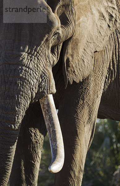 Afrikanischer Elefant (Loxodonta africana)  Nahaufnahme eines Bullen  Krüger-Nationalpark  Südafrika