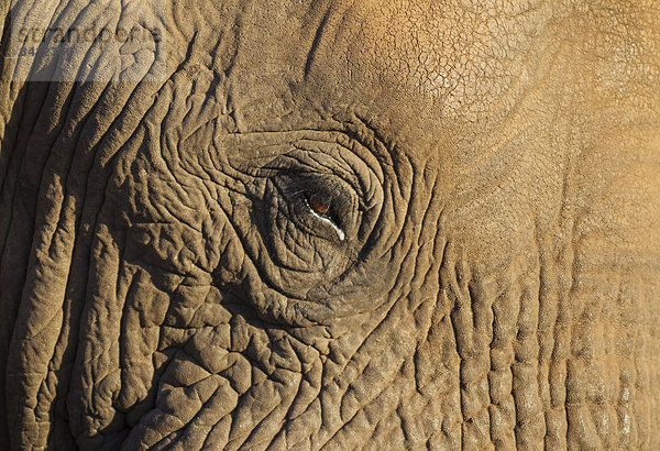 Afrikanischer Elefant (Loxodonta africana)  Nahaufnahme  Auge eines Bullen  Krüger-Nationalpark  Südafrika