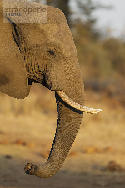 Afrikanischer Elefant (Loxodonta africana)  Bulle  Krüger-Nationalpark  Südafrika