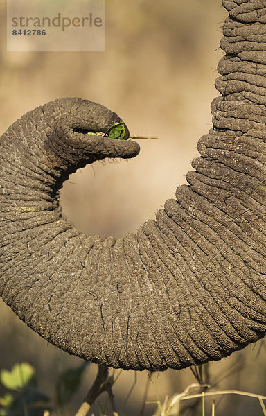 Afrikanischer Elefant (Loxodonta africana)  hält Blätter mit seinem Rüssel  Krüger-Nationalpark  Südafrika