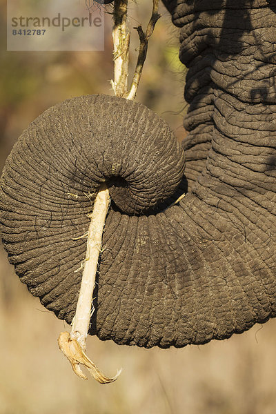 Afrikanischer Elefant (Loxodonta africana)  hält einen Zweig mit seinem Rüssel  Krüger-Nationalpark  Südafrika