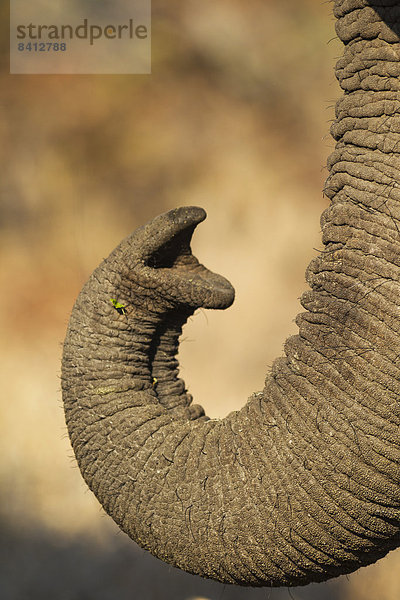 Afrikanischer Elefant (Loxodonta africana)  Nahaufnahme  Rüssel  Krüger-Nationalpark  Südafrika