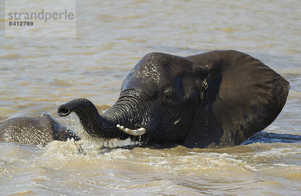 Afrikanischer Elefant (Loxodonta africana)  Bulle im Shingwedzi River  Krüger Nationalpark  Südafrika